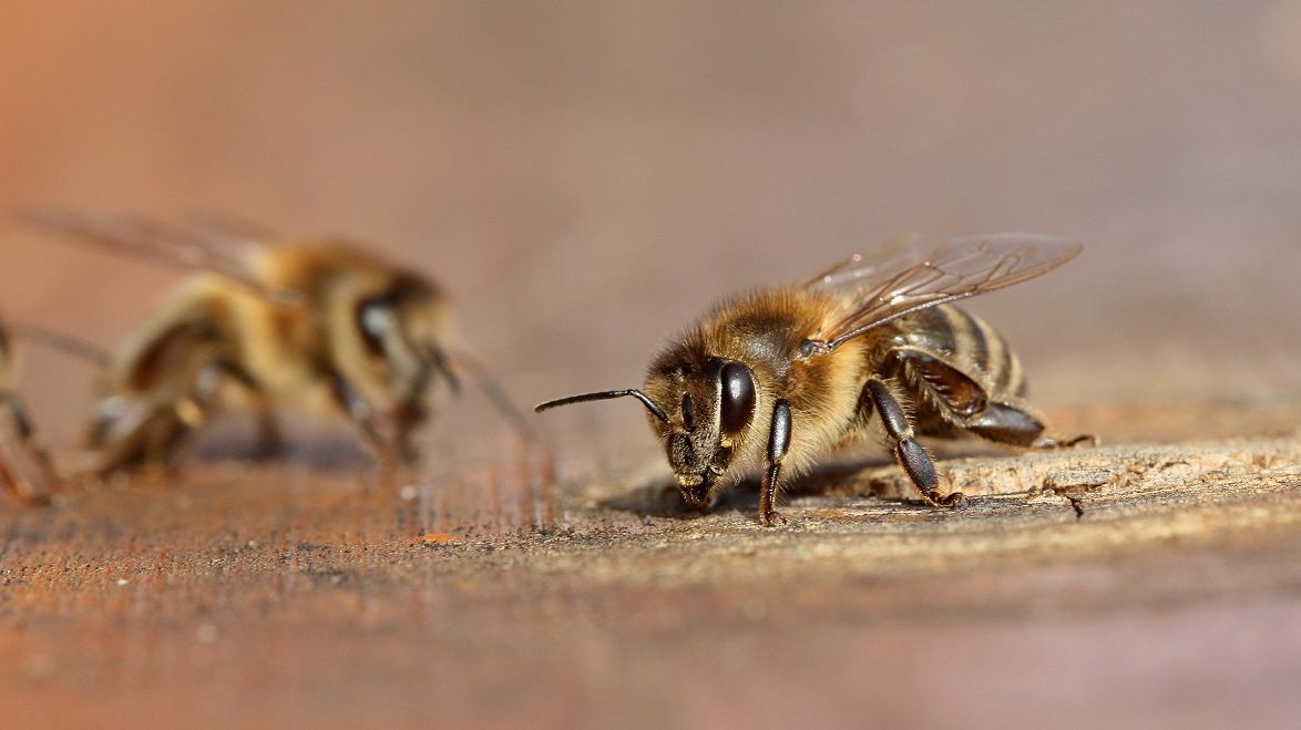 Včely vymírají. Zachránit je má Velký bratr v úlu